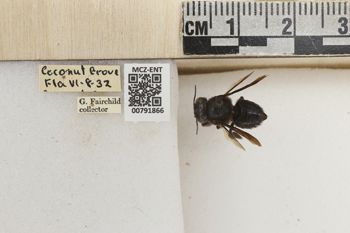 Media type: image;   Entomology 791866 Aspect: Labels